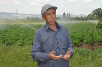 SÜLEYMAN YıLDıZ - Sandıklı'da Çiftçi Patates Fiyatından Endişeli