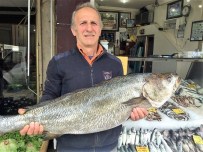 Taş Balığı Görenleri Şaşırttı