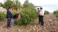 ZIRAAT MÜHENDISLERI ODASı - Dolu Yağışının Vurduğu Köylerde Hasar Tespiti Başladı