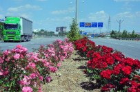 ERTUĞRUL ÇALIŞKAN - Karaman'da Şehir Girişleri Çiçek Gibi