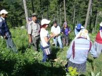 SU KAYBI - Ormanda Çapa Ve Ot Alma Tatbikatı