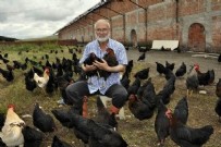 ORGANİK YUMURTA - Yediği yumurtaları beğenmeyip tavuk çiftliği kurdu
