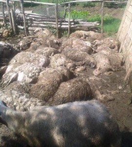 Yozgat'ta Ağıla Giren Kurtlar 75 Koyun Ve Kuzuyu Telef Etti