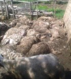 Yozgat'ta Ağıla Giren Kurtlar 75 Koyun Ve Kuzuyu Telef Etti Haberi