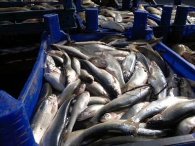 Ahlat'ta Kaçak Avlanmış Balık Ele Geçirildi