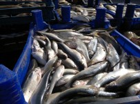 İNCİ KEFALİ - Ahlat'ta Kaçak Avlanmış Balık Ele Geçirildi