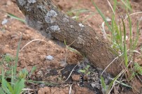GÖKÇEBAĞ - Çiftçilerin Başı 'Tırtır' Dertte