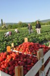 ÇİLEK HASADI - İnegöl çiftçisinin yüzü çilek ile gülecek