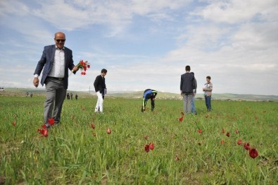 Lale Festivaline Terör Engeli