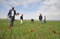 Lale Festivaline Terör Engeli