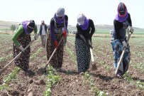 KOCABAŞ - Söke Ovası'nda 2016 Yılı Çapa Ve Biçme Ücretleri Belirlendi