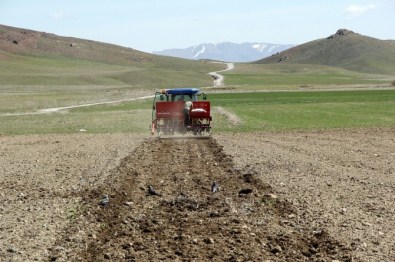 Van'da Nohut Ekimi