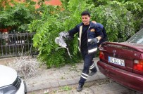 HAYDAR ALİYEV - Yüz Yıllık Ağacı Fırtına Devirdi