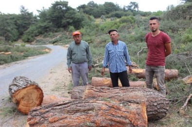 Aydın'da Orman Katliamı