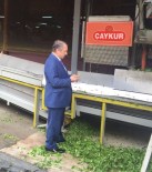 İMDAT SÜTLÜOĞLU - ÇAYKUR 6 Bin Ton Yaş Çay Aldı
