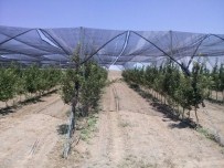 TEMİZ ENERJİ - Güneş Enerjili Destekli Organik Elmalar Yolda