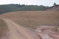 TESBIH - Hafriyat Dolgu Alanları Ormana Dönüşüyor