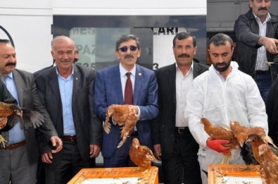 Sivas'ta Çiftçilere 10 Bin Tavuk Dağıtıldı
