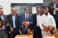 ORGANİK YUMURTA - Sivas'ta Çiftçilere 10 Bin Tavuk Dağıtıldı