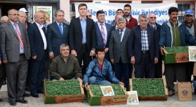 Büyükşehir Belediyesi Çiftçiye 150 Bin Domates Fidesi Dağıttı