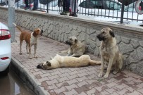 SOKAK KÖPEKLERİ - Köpeklerden Vefa Örneği