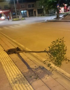 Ağaçları Sökenler Önce MOBESE Kamerasına, Sonra Jandarmaya Yakalandı