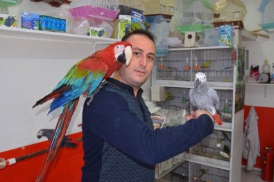 Bursalı Papağan Terbiyecisi Papağanları Eğitip İnsan Gibi Konuşturuyor