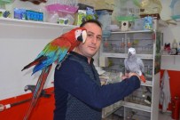 KÜFÜRBAZ - Bursalı Papağan Terbiyecisi Papağanları Eğitip İnsan Gibi Konuşturuyor