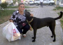 SOKAK HAYVANI - Emekli Maaşın Yarısını Sokak Hayvanlarına Ayırıyor