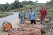 AYHAN ÖZTÜRK - Orman Müdürlüğü'nden Çavdar'daki Ağaç Kesimiyle İlgili Açıklama