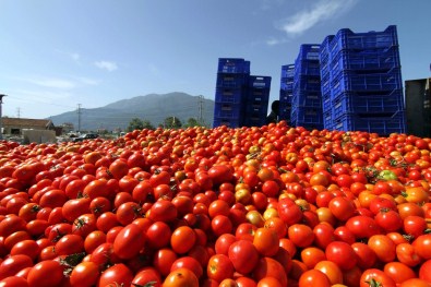 Domates Fiyatları Dibi Gördü