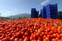 Domates Fiyatları Dibi Gördü