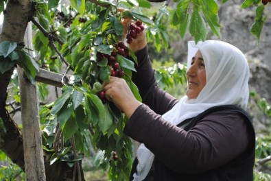 Kirazı Yağmur Vurdu