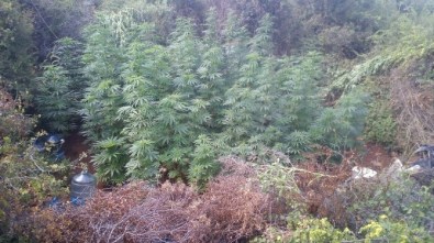 Manavgat'ta Uyuşturucu Operasyonu