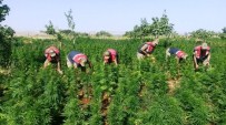 Şanlıurfa'da 540 Kilo Kubar Esrar İle 332 Bin Kenevir Bitkisi Ele Geçirildi