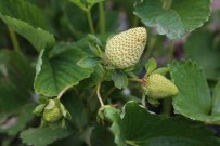 KÖY PAZARI - Ulaş'ta Tarım Ve Hayvancılık Gelişiyor