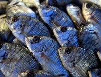 BARBUNYA - Ramazan'da balık ucuzladı