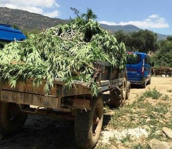 Jandarma Bile Şaşırdı Açıklaması Boyları 3 Metreye Ulaşıyor