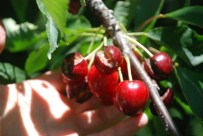 ALI ÇıNAR - Kirazı Yağmur Vurdu