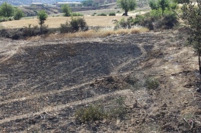 Yangın 25 Dönümlük Ekili Araziyi Küle Çevirdi