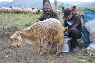 Tuncelili Çoban Mahir'in TEOG Başarısı