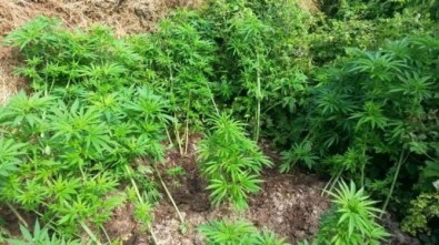 Sakarya'da Boyları 1,5 Metreye Ulaşan 52 Kök Hint Keneviri Ele Geçirildi