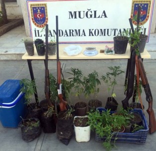 Seydikemer'de Kenevir Operasyonu