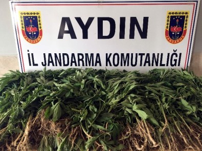 Aydın'da 125 Kök Kenevir Bitkisi Yakalandı