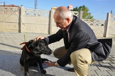 Bakanlık, Büyükçekmece'ye 15 İlçeden Köpek Bırakıldığını Tespit Etti