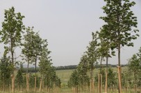 İstanbul'da 'Yeşil' Hamle