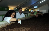 ODABAŞı - Karın Tokluğuna Çalışan Solucanların Gübresine Talep Yağıyor