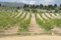 Mersin'de Beş Yılda 688 Bin Yabani Zeytin Aşılanacak