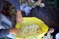 Sason'da İpek Böceği Yetiştiriciliği Yaygınlaşıyor