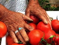 Tarım ÜFE Mayıs'ta arttı